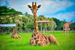 Ponderosa Full Day (Actividades + Almuerzo $76.50 Por Persona)