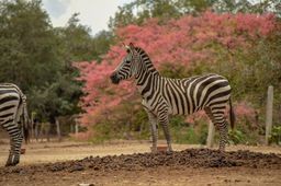Ponderosa Full Day (Actividades + Almuerzo $76.50 Por Persona)
