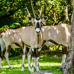 Ponderosa Pura Vida (Safari + Almuerzo $48.00 Por Persona)