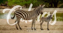 Ponderosa Pura Vida (Safari + Almuerzo $48.00 Por Persona)
