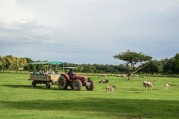 Ponderosa Pura Vida (Safari + Almuerzo $48.00 Por Persona)