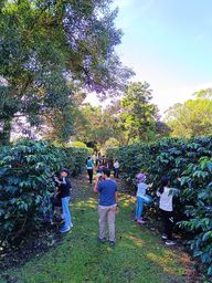 Finca Vikingos 