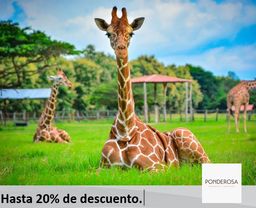 Ponderosa Adventure Park 